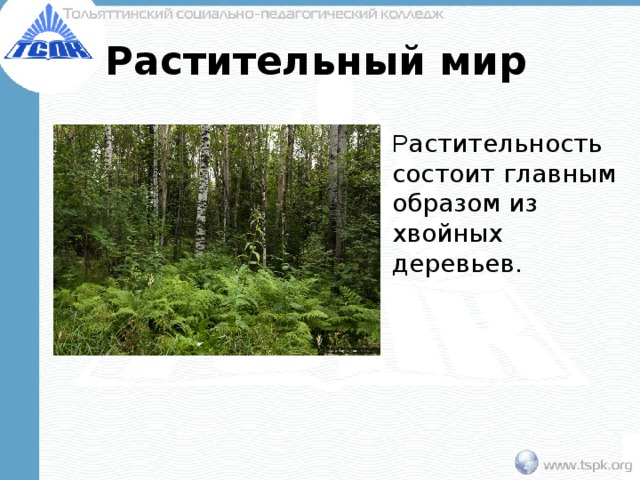 Растительный мир Р астительность состоит главным образом из хвойных деревьев. 