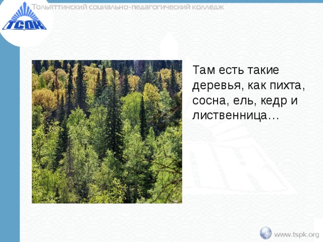Там есть такие деревья, как пихта, сосна, ель, кедр и лиственница… 