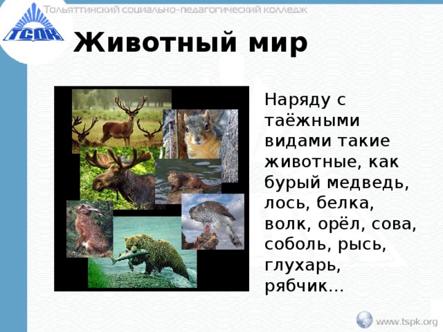 Животный мир Наряду с таёжными видами такие животные, как бурый медведь, лось, белка, волк, орёл, сова, соболь, рысь, глухарь, рябчик… . 