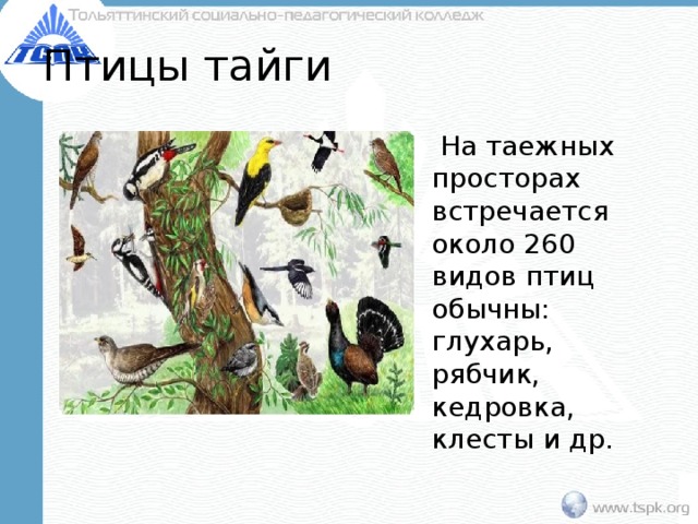 Птицы тайги  На таежных просторах встречается около 260 видов птиц обычны: глухарь, рябчик, кедровка, клесты и др. 