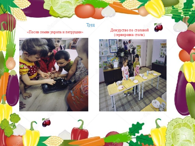Труд Дежурство по столовой (сервировка стола). «Посев семян укропа и петрушки» 