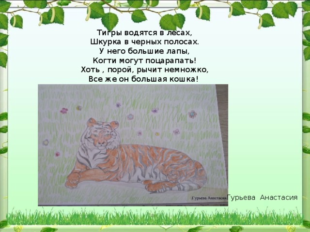 Тигры водятся в лесах,  Шкурка в черных полосах.  У него большие лапы,  Когти могут поцарапать!  Хоть , порой, рычит немножко,  Все же он большая кошка! Гурьева Анастасия 