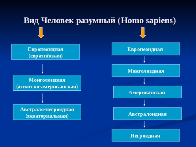 Вид Человек разумный ( Homo sapiens ) Европеоидная Европеоидная (евразийская) Монголоидная Монголоидная (азиатско-американская) Американская Австрало-негроидная (экваториальная) Австралоидная Негроидная  