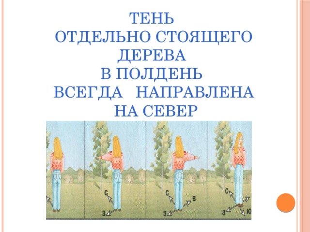 Тень  отдельно стоящего дерева  в полдень  всегда направлена  на север 
