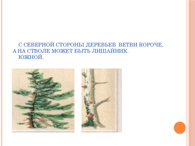  С северной стороны деревьев ветви короче,  а на стволе может быть лишайник.   южной. 