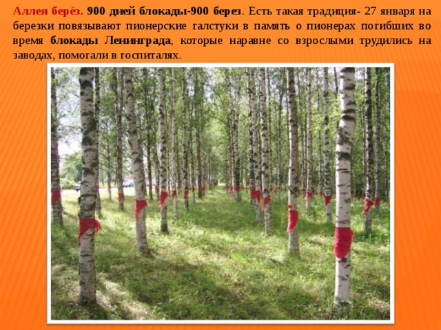 Аллея берёз. 900  дней  блокады-900 берез . Есть такая традиция- 27 января на березки повязывают пионерские галстуки в память о пионерах погибших во время блокады Ленинграда , которые наравне со взрослыми трудились на заводах, помогали в госпиталях. 