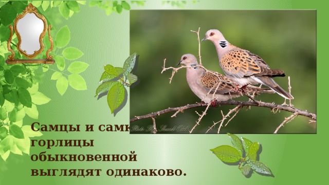 Самцы и самки горлицы обыкновенной выглядят одинаково. 