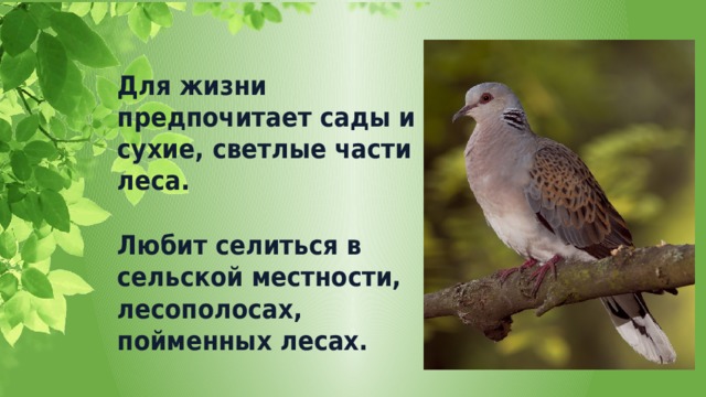 Для жизни предпочитает сады и сухие, светлые части леса. Любит селиться в сельской местности, лесополосах, пойменных лесах. 
