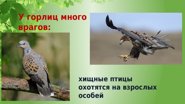 У горлиц много врагов: хищные птицы охотятся на взрослых особей 