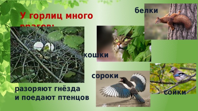 белки У горлиц много врагов: кошки сороки разоряют гнёзда и поедают птенцов сойки 