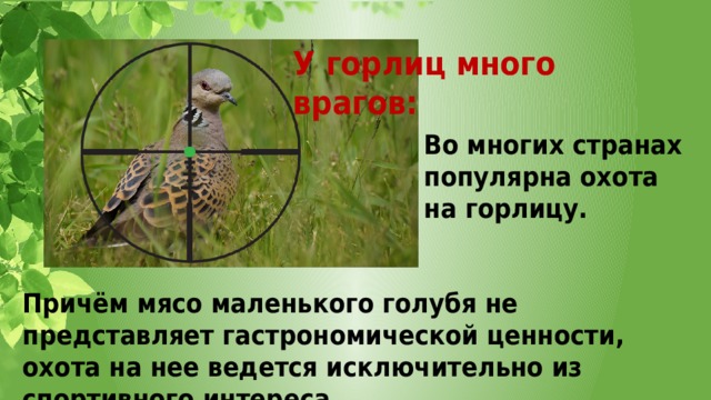 У горлиц много врагов: Во многих странах популярна охота на горлицу. Причём мясо маленького голубя не представляет гастрономической ценности, охота на нее ведется исключительно из спортивного интереса. 
