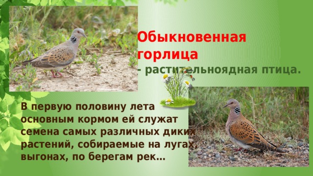 Обыкновенная горлица - растительноядная птица. В первую половину лета основным кормом ей служат семена самых различных диких растений, собираемые на лугах, выгонах, по берегам рек… 