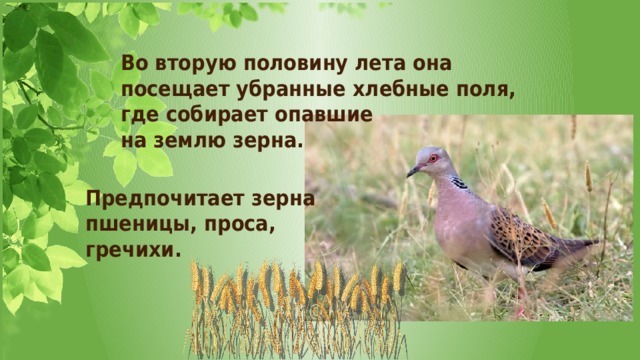 Во вторую половину лета она посещает убранные хлебные поля, где собирает опавшие на землю зерна. Предпочитает зерна пшеницы, проса, гречихи. 