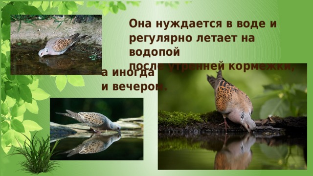 Она нуждается в воде и регулярно летает на водопой после утренней кормежки, а иногда и вечером. 