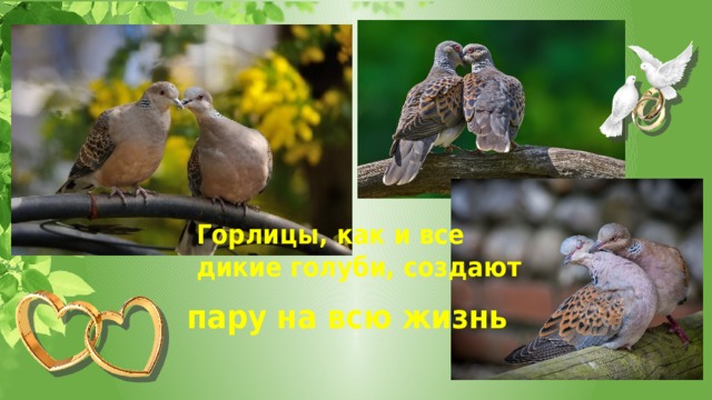 Горлицы, как и все дикие голуби, создают пару на всю жизнь 