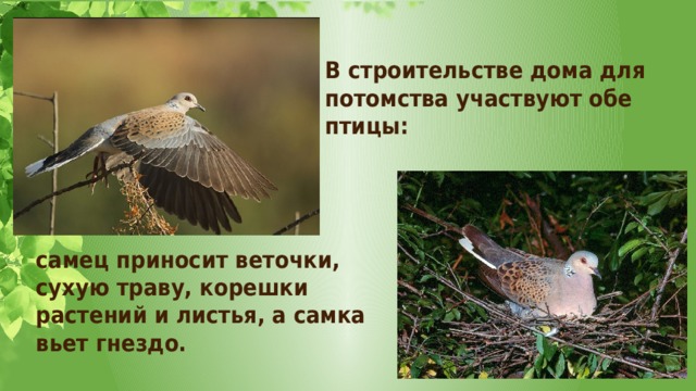 В строительстве дома для потомства участвуют обе птицы: самец приносит веточки, сухую траву, корешки растений и листья, а самка вьет гнездо.  