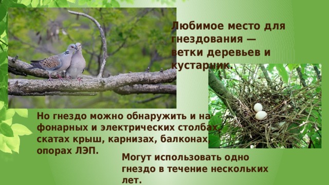 Любимое место для гнездования — ветки деревьев и кустарник. Но гнездо можно обнаружить и на фонарных и электрических столбах, скатах крыш, карнизах, балконах, опорах ЛЭП. Могут использовать одно гнездо в течение нескольких лет. 