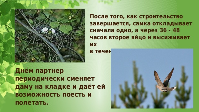 После того, как строительство завершается, самка откладывает сначала одно, а через 36 - 48 часов второе яйцо и высиживает их в течение 14 дней. Днём партнер периодически сменяет даму на кладке и даёт ей возможность поесть и полетать. 