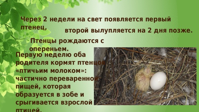 Через 2 недели на свет появляется первый птенец, второй вылупляется на 2 дня позже.  Птенцы рождаются с опереньем. Первую неделю оба родителя кормят птенцов «птичьим молоком»: частично переваренной пищей, которая образуется в зобе и срыгивается взрослой птицей. 
