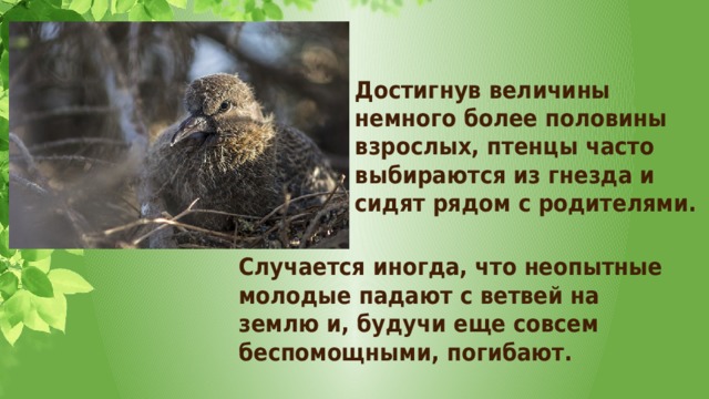 Достигнув величины немного более половины взрослых, птенцы часто выбираются из гнезда и сидят рядом с родителями. Случается иногда, что неопытные молодые падают с ветвей на землю и, будучи еще совсем беспомощными, погибают. 