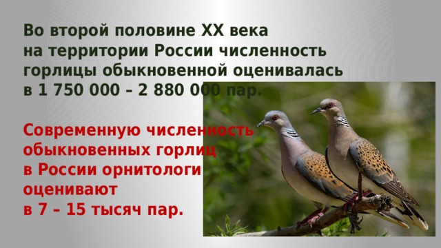 Во второй половине XX века на территории России численность горлицы обыкновенной оценивалась в 1 750 000 – 2 880 000 пар. Современную численность обыкновенных горлиц в России орнитологи оценивают в 7 – 15 тысяч пар. 