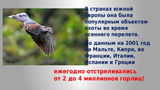 В странах южной Европы она была популярным объектом охоты во время осеннего перелета. По данным на 2001 год на Мальте, Кипре, во Франции, Италии, Испании и Греции ежегодно  отстреливались от 2 до 4 миллионов горлиц! 