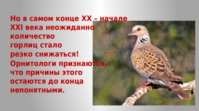 Но в самом конце XX – начале XXI века неожиданно количество горлиц стало резко снижаться! Орнитологи признаются, что причины этого остаются до конца непонятными. 
