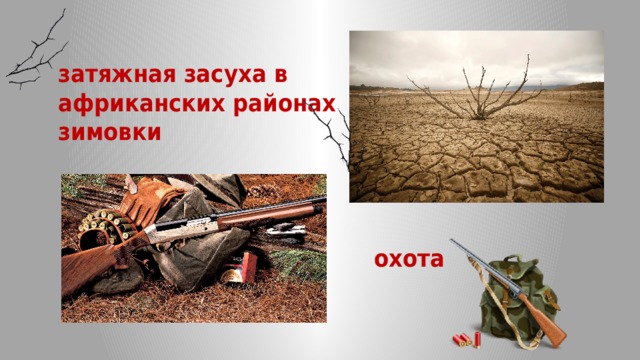 затяжная засуха в африканских районах зимовки охота 