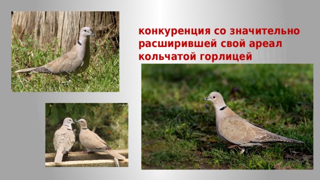конкуренция со значительно расширившей свой ареал кольчатой горлицей 