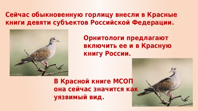 Сейчас обыкновенную горлицу внесли в Красные книги девяти субъектов Российской Федерации. Орнитологи предлагают включить ее и в Красную книгу России. В Красной книге МСОП она сейчас значится как уязвимый вид. 