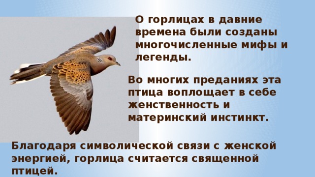 О горлицах в давние времена были созданы многочисленные мифы и легенды. Во многих преданиях эта птица воплощает в себе женственность и материнский инстинкт. Благодаря символической связи с женской энергией, горлица считается священной птицей. 