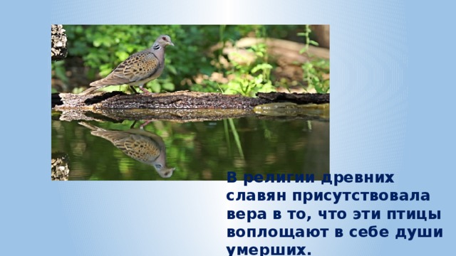 В религии древних славян присутствовала вера в то, что эти птицы воплощают в себе души умерших. 