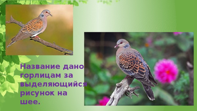 Название дано горлицам за выделяющийся рисунок на шее. 