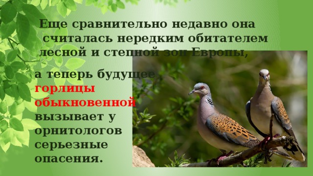 Еще сравнительно недавно она  считалась нередким обитателем лесной и степной зон Европы, а теперь будущее горлицы обыкновенной вызывает у орнитологов серьезные опасения. 