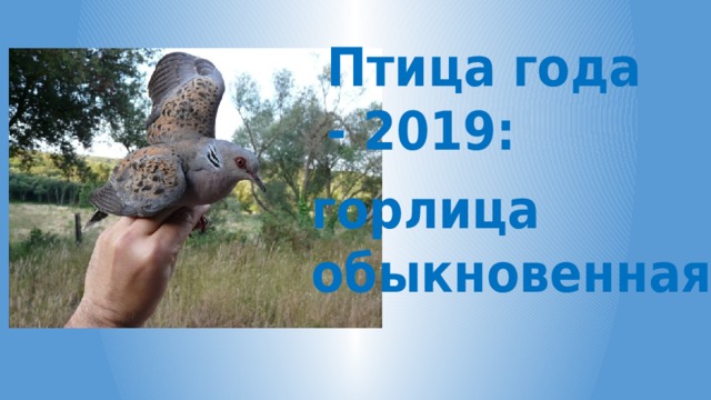 Птица года - 2019: горлица обыкновенная 