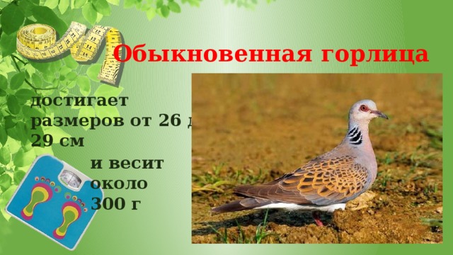 Обыкновенная горлица достигает размеров от 26 до 29 см и весит около 300 г 