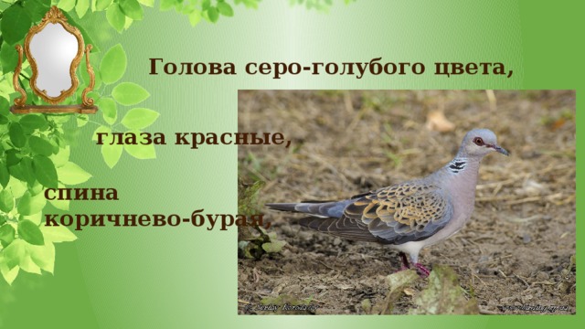 Голова серо-голубого цвета, глаза красные, спина коричнево-бурая,  