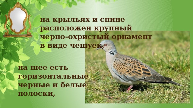 на крыльях и спине расположен крупный черно-охристый орнамент в виде чешуек, на шее есть горизонтальные черные и белые полоски, 