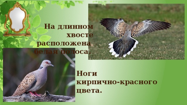 На длинном хвосте расположена белая полоса. Ноги кирпично-красного цвета. 