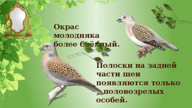 Окрас молодняка более блёклый.  Полоски на задней части шеи появляются только у половозрелых особей.  