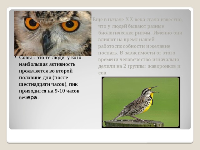 Еще в начале XX века стало известно, что у людей бывают разные биологические ритмы. Именно они влияют на время нашей работоспособности и желание поспать. В зависимости от этого времени человечество изначально делили на 2 группы: жаворонков и сов. Совы - это те люди, у кого наибольшая активность проявляется во второй половине дня (после шестнадцати часов), пик приходится на 9-10 часов веч ера.  