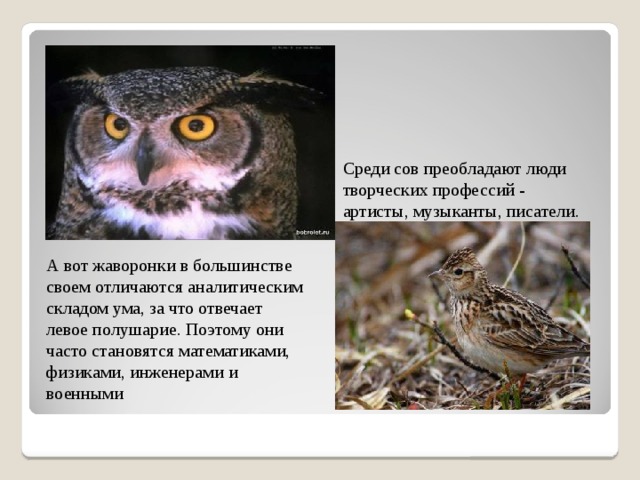 Среди сов преобладают люди творческих профессий - артисты, музыканты, писатели. Связано это с тем, что у сов чаще всего образное мышление - это люди с «ведущим» правым полушарием мозга. А вот жаворонки в большинстве своем отличаются аналитическим складом ума, за что отвечает левое полушарие. Поэтому они часто становятся математиками, физиками, инженерами и военными 
