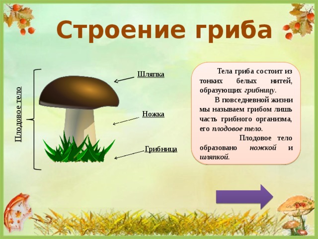 Строение гриба  Тела гриба состоит из тонких белых нитей, образующих грибницу .  В повседневной жизни мы называем грибом лишь часть грибного организма, его плодовое тело. Плодовое тело образовано ножкой и шляпкой . Шляпка Плодовое тело Ножка Грибница 