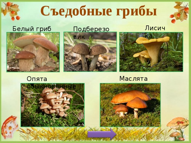 Съедобные грибы Лисичка Белый гриб Подберезовик  Маслята Опята  обыкновенные 