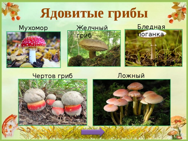 Ядовитые грибы Бледная поганка Мухомор Желчный гриб Ложный опенок Чертов гриб 