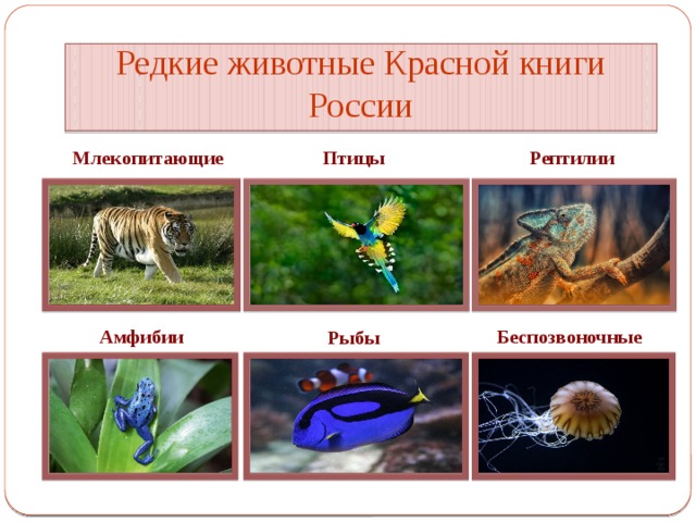 Редкие животные Красной книги России Млекопитающие Птицы Рептилии Амфибии Беспозвоночные Рыбы 
