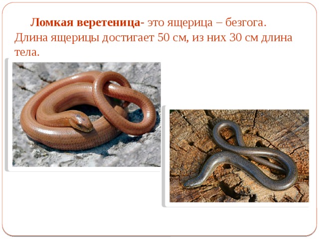Ломкая веретеница- это ящерица – безгога. Длина ящерицы достигает 50 см, из них 30 см длина тела. 