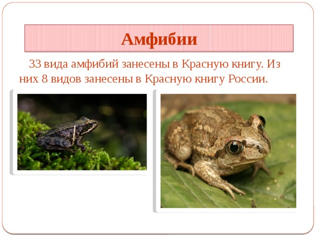Амфибии 33 вида амфибий занесены в Красную книгу. Из них 8 видов занесены в Красную книгу России. 