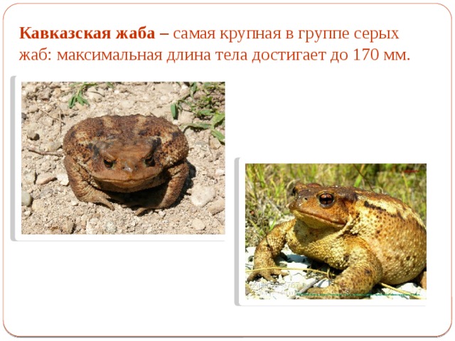 Кавказская жаба – самая крупная в группе серых жаб: максимальная длина тела достигает до 170 мм. 