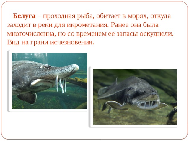 Белуга – проходная рыба, обитает в морях, откуда заходит в реки для икрометания. Ранее она была многочисленна, но со временем ее запасы оскуднели. Вид на грани исчезновения. 